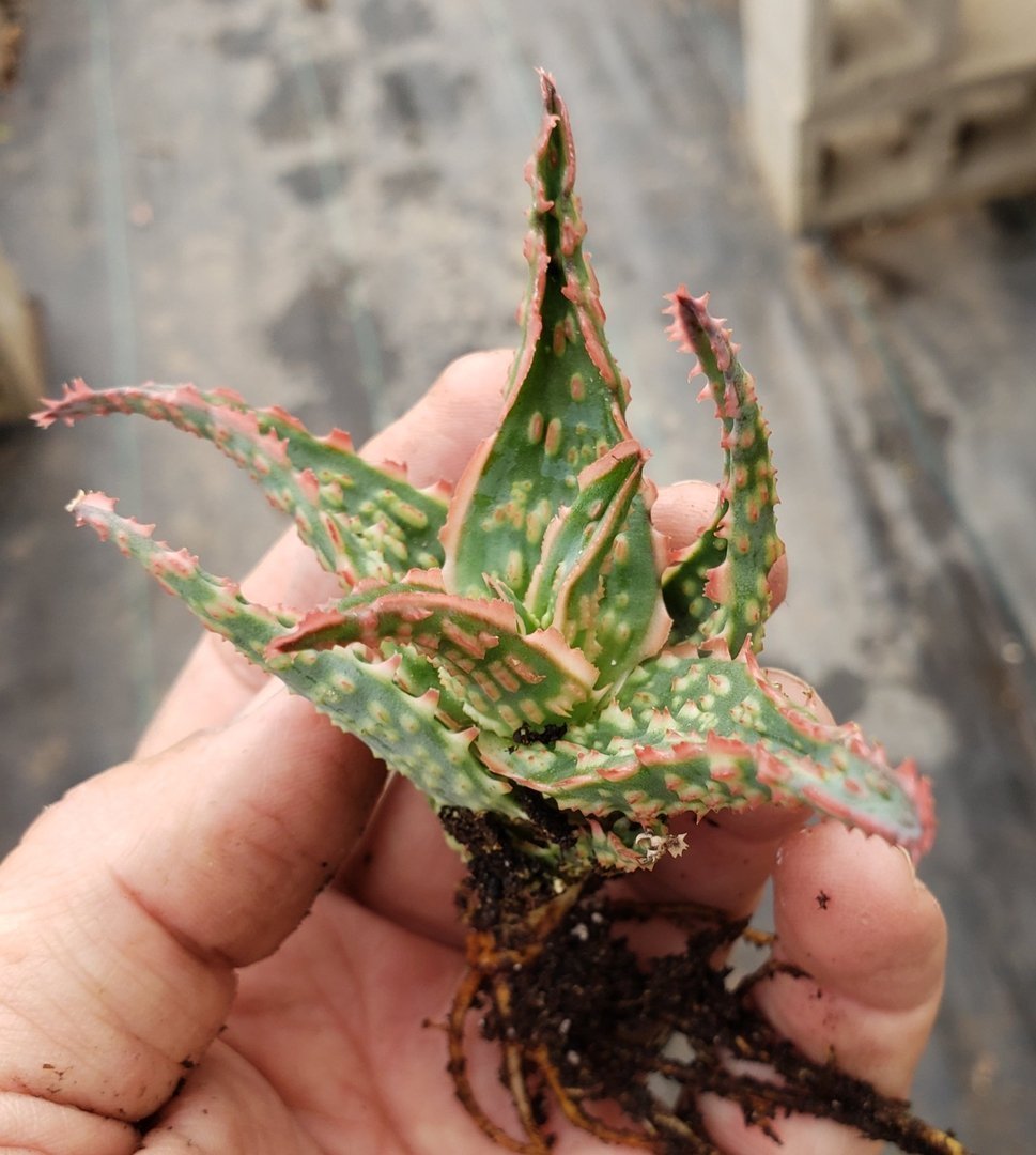 Aloe Cuttings , Pups & Bare Root by JUDE-Succulent - Specialty-The Succulent Source