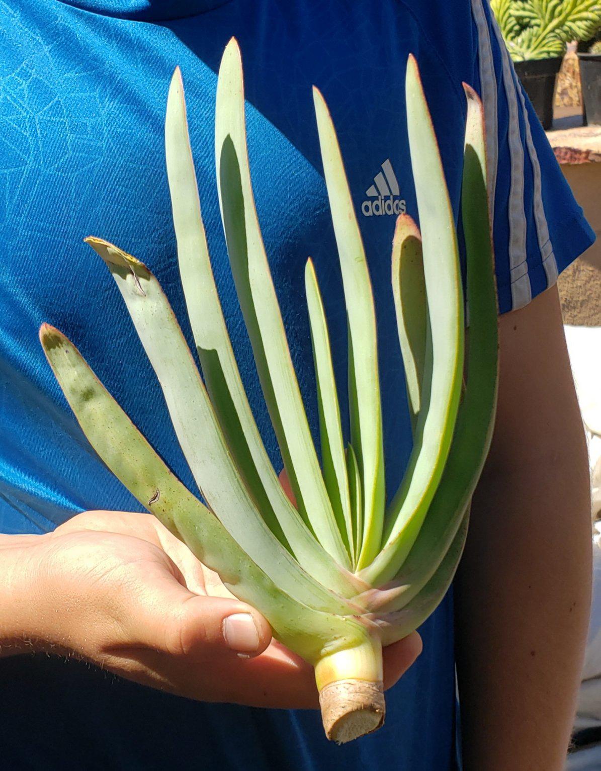 Judes Aloe Cuttings Pups & Bare Root-Succulent - MIX (Small-Medium-Large-Cutting)-The Succulent Source