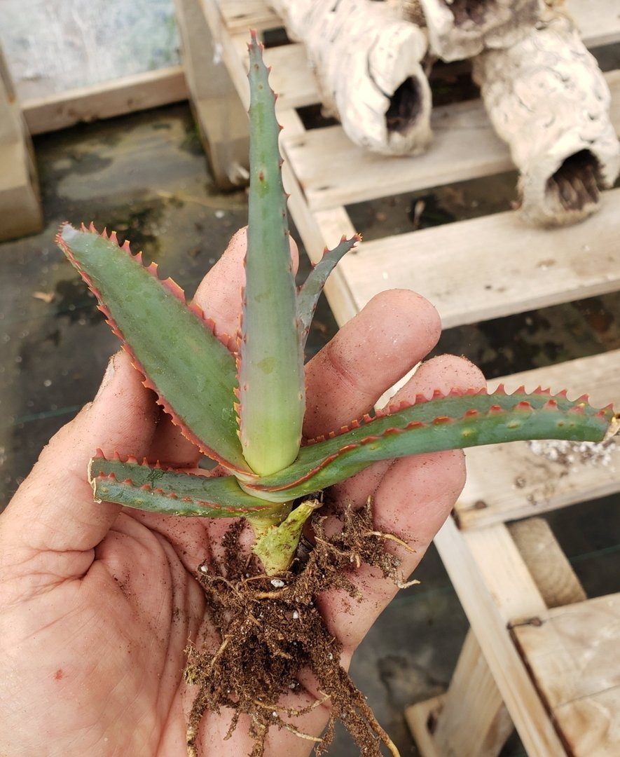 Aloe Cuttings , Pups & Bare Root by JUDE-Succulent - Specialty-The Succulent Source