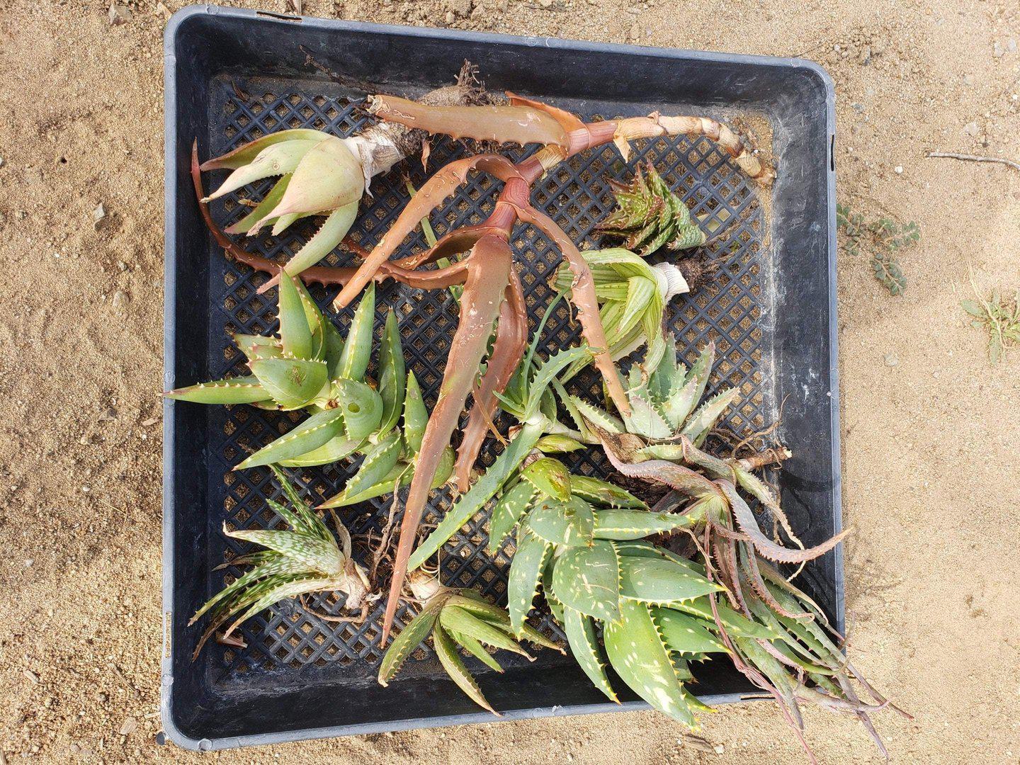 Aloe Cuttings , Pups & Bare Root by JUDE-Succulent - Specialty-The Succulent Source