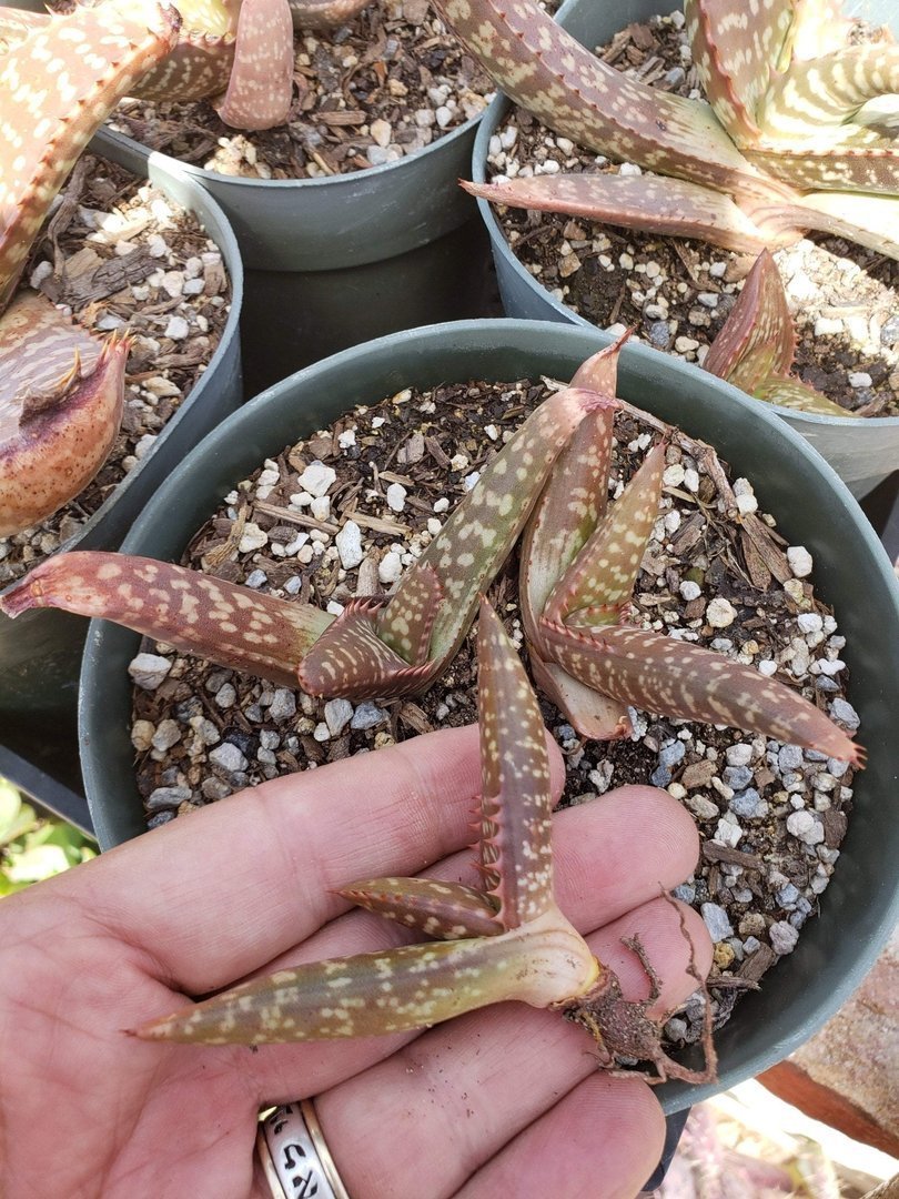 Aloe Cuttings , Pups & Bare Root by JUDE-Succulent - Specialty-The Succulent Source