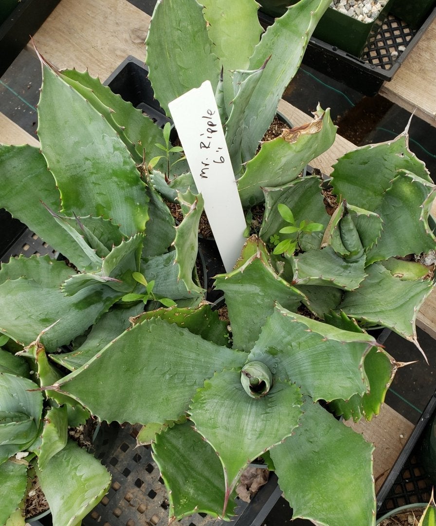 Agaves Potted by Jude-Succulent - Specialty-The Succulent Source