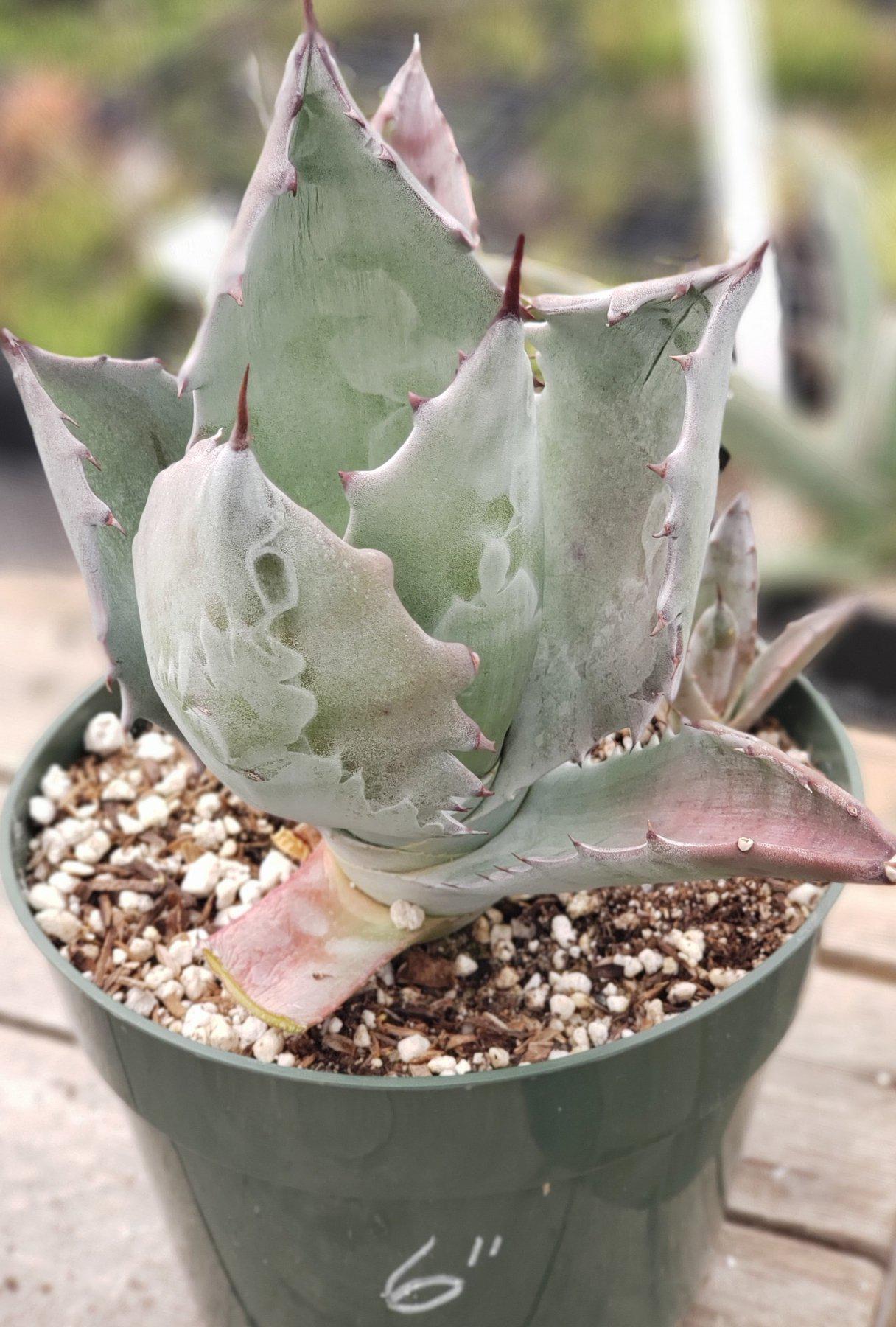 Judes Potted Agaves-Succulent - Aloe Agave-The Succulent Source