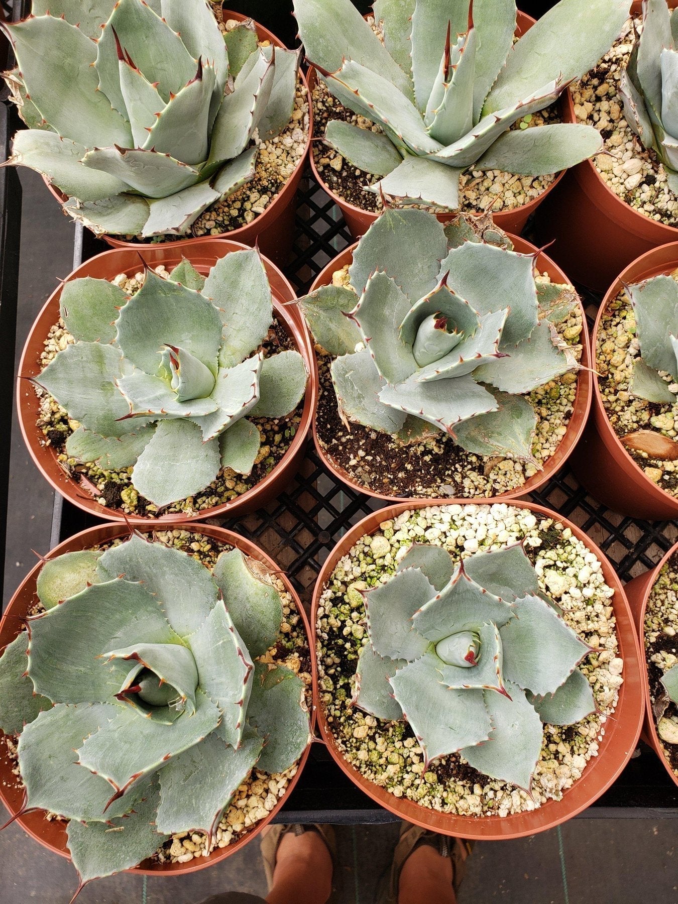 Judes Potted Agaves-Succulent - MIX (Small-Medium-Large-Cutting)-The Succulent Source