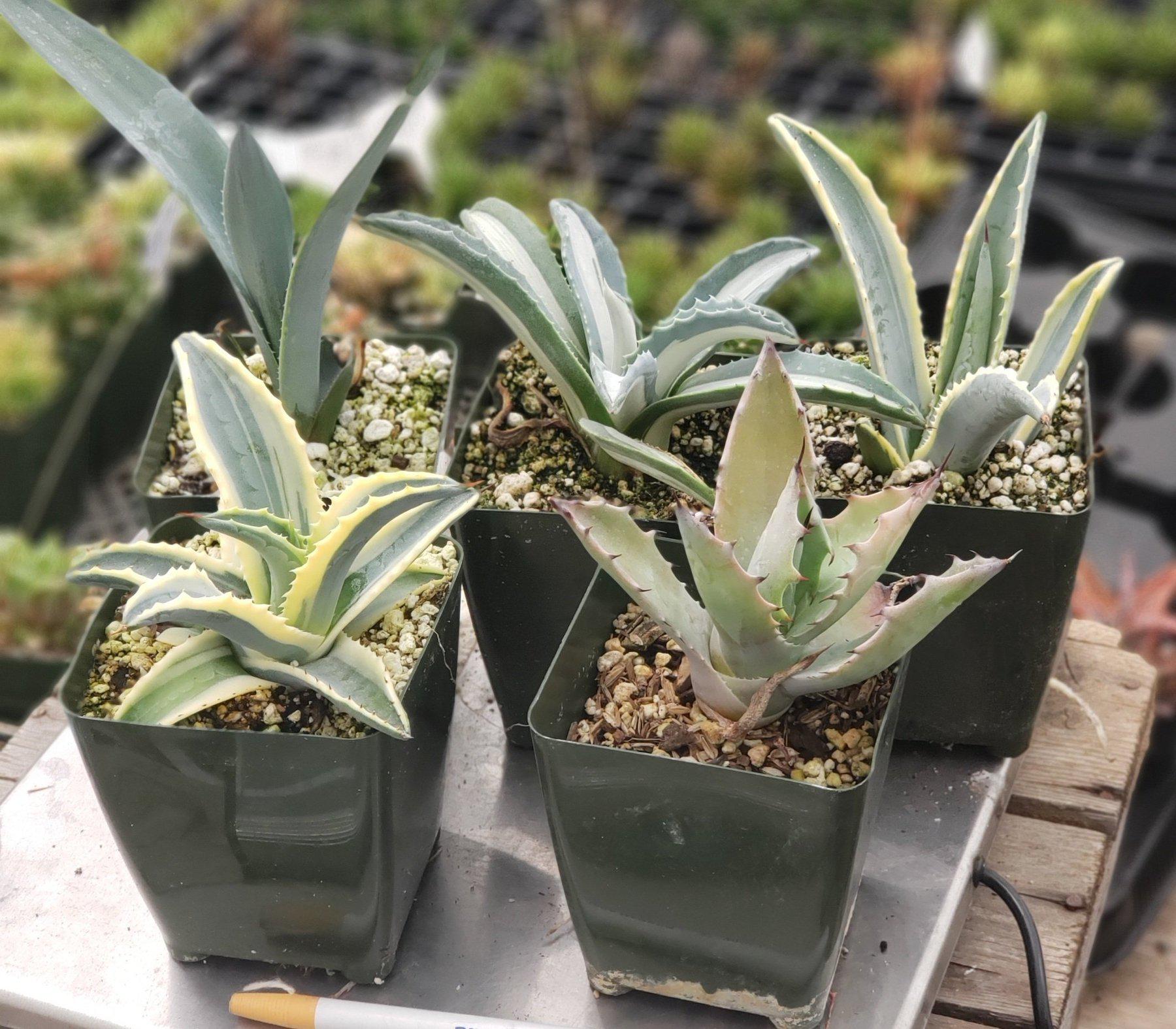 Judes Potted Agaves-Succulent - MIX (Small-Medium-Large-Cutting)-The Succulent Source