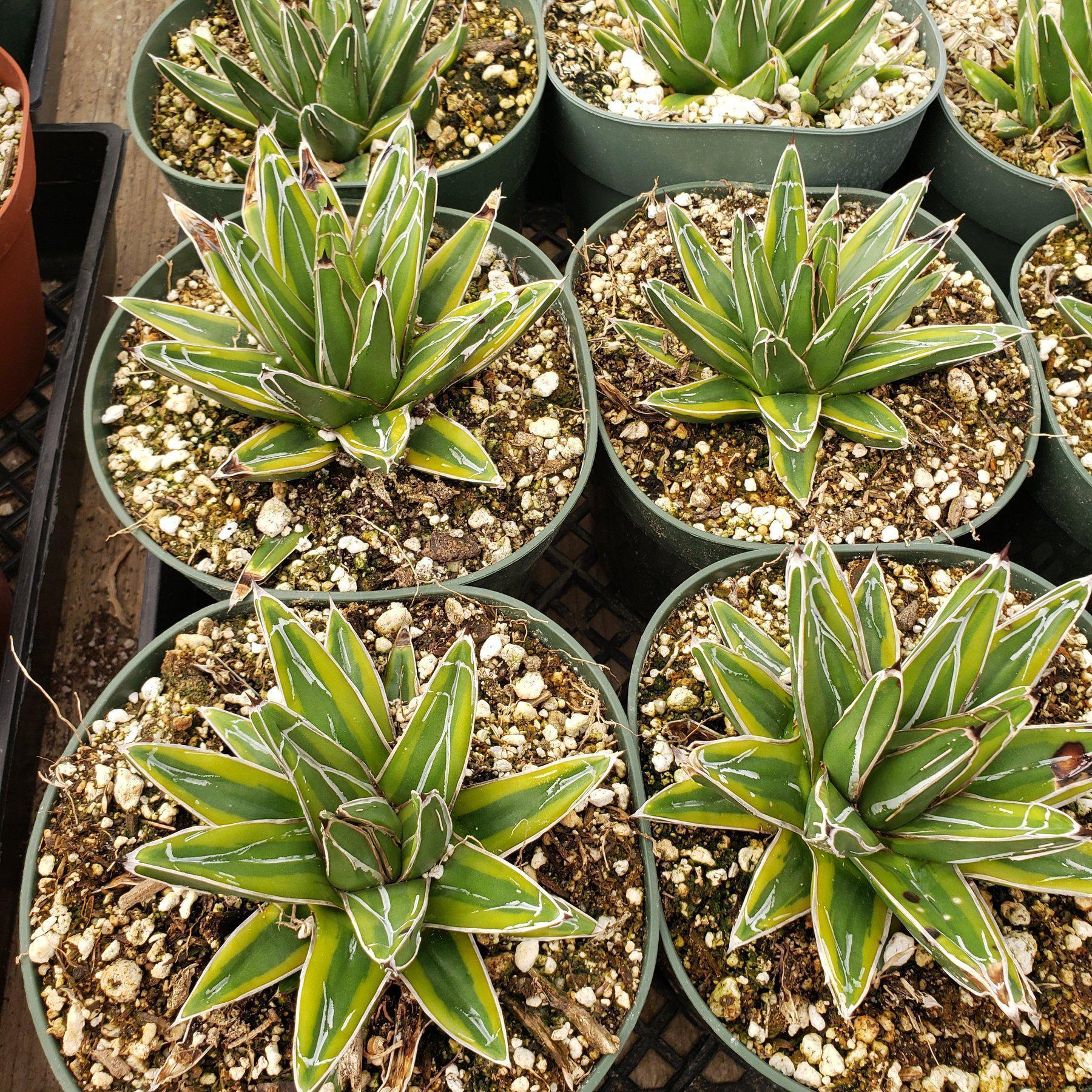 Judes Potted Agaves-Succulent - MIX (Small-Medium-Large-Cutting)-The Succulent Source