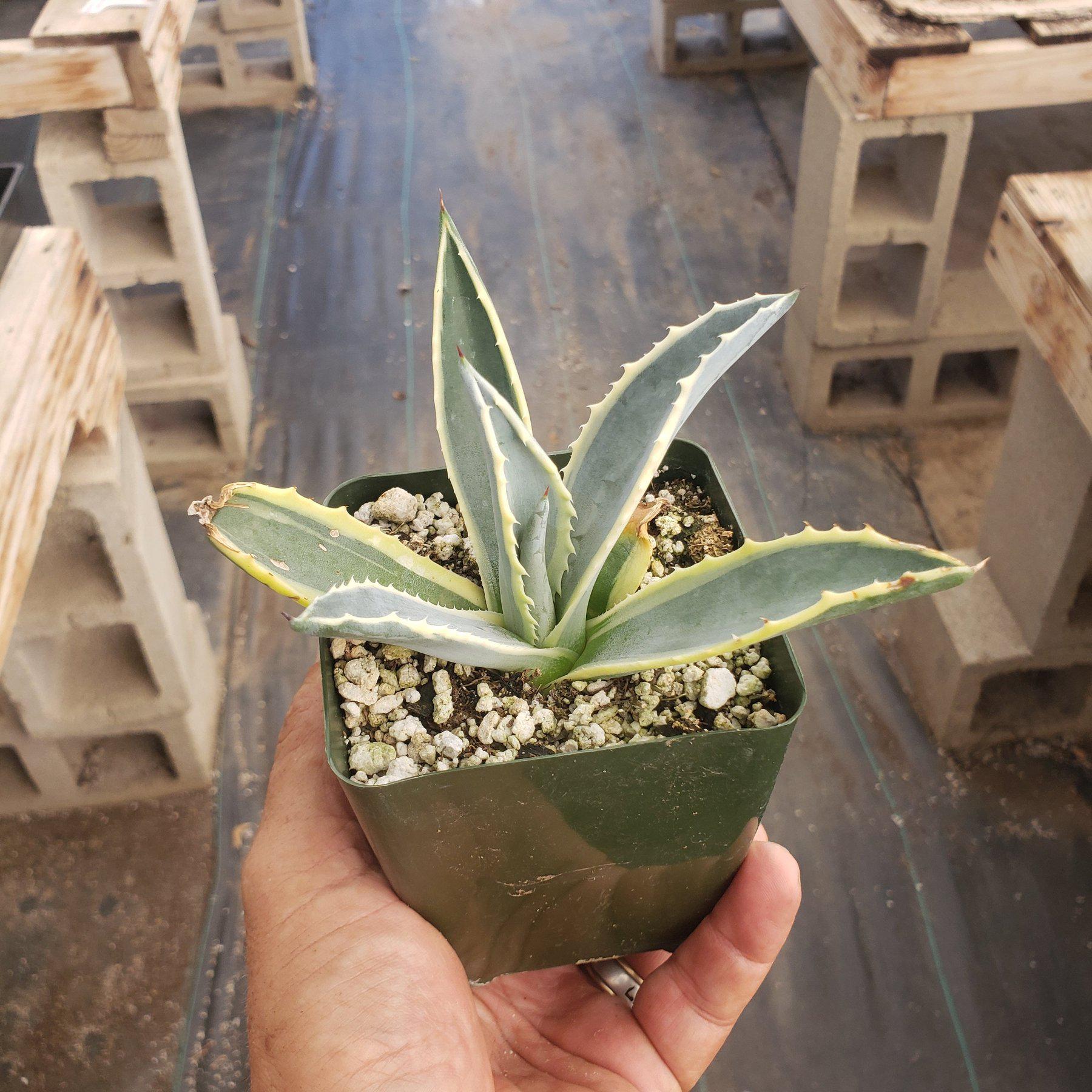 Judes Potted Agaves-Succulent - MIX (Small-Medium-Large-Cutting)-The Succulent Source