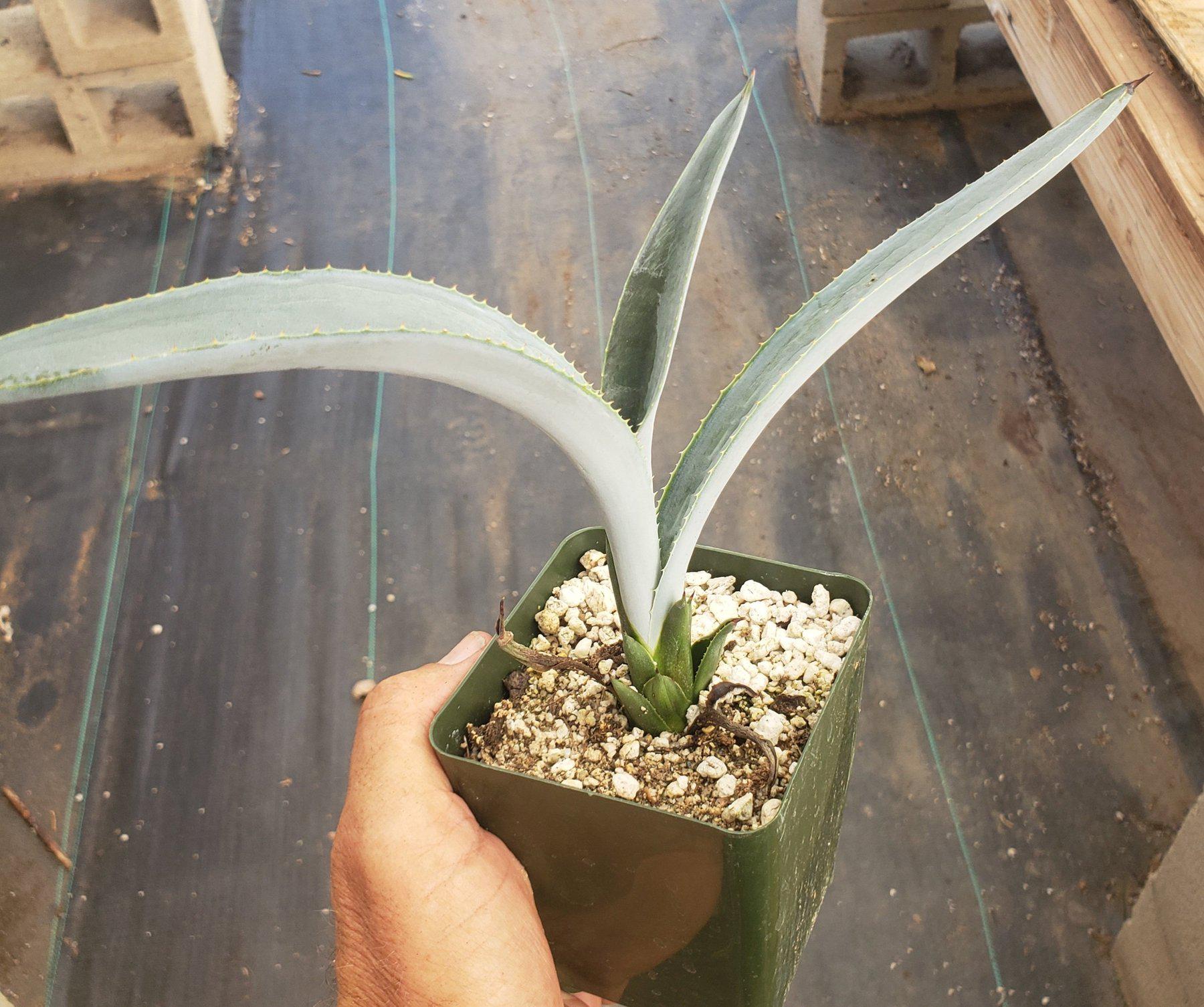 Judes Potted Agaves-Succulent - MIX (Small-Medium-Large-Cutting)-The Succulent Source