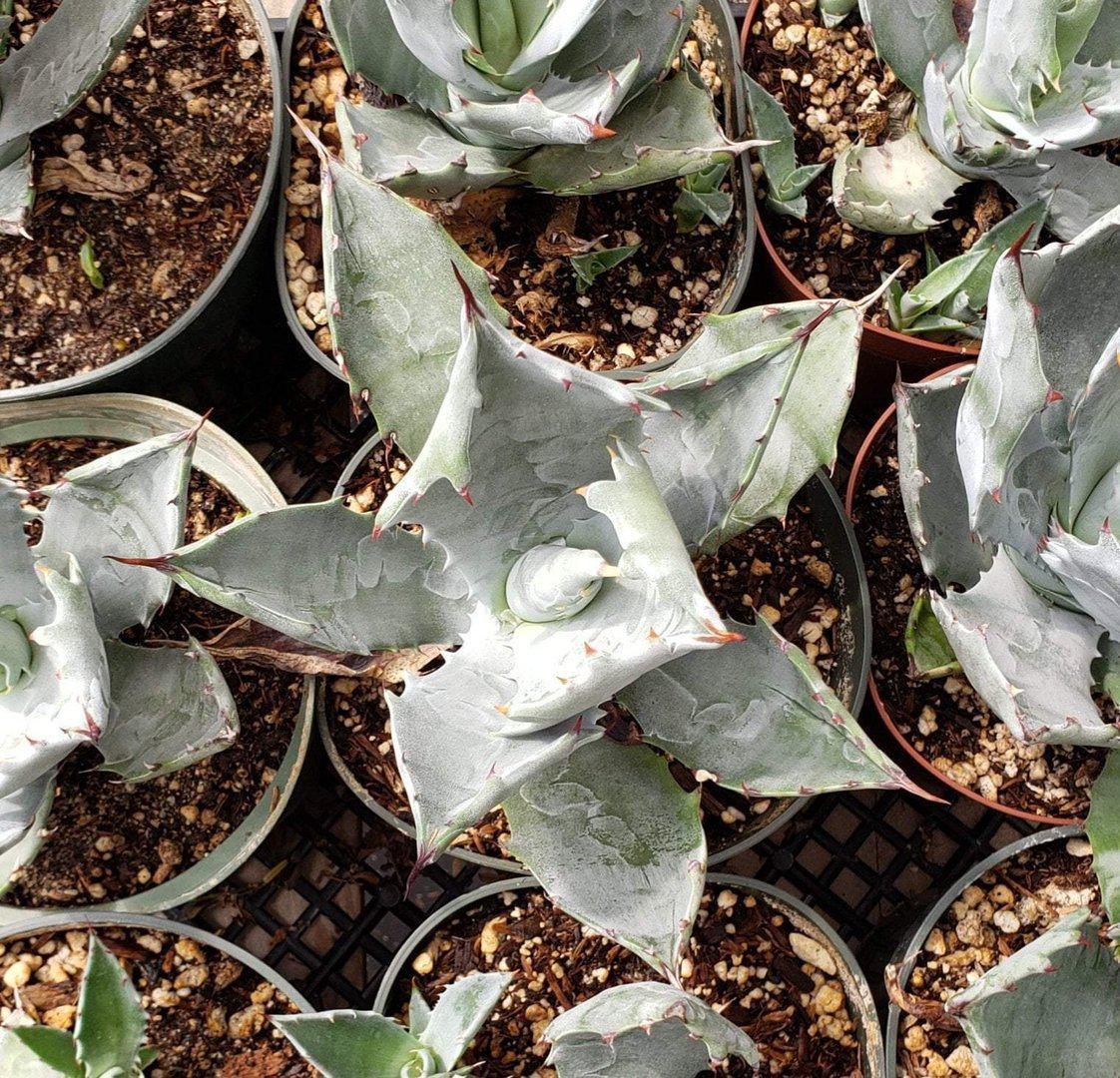 Agaves Potted by Jude-Succulent - Specialty-The Succulent Source