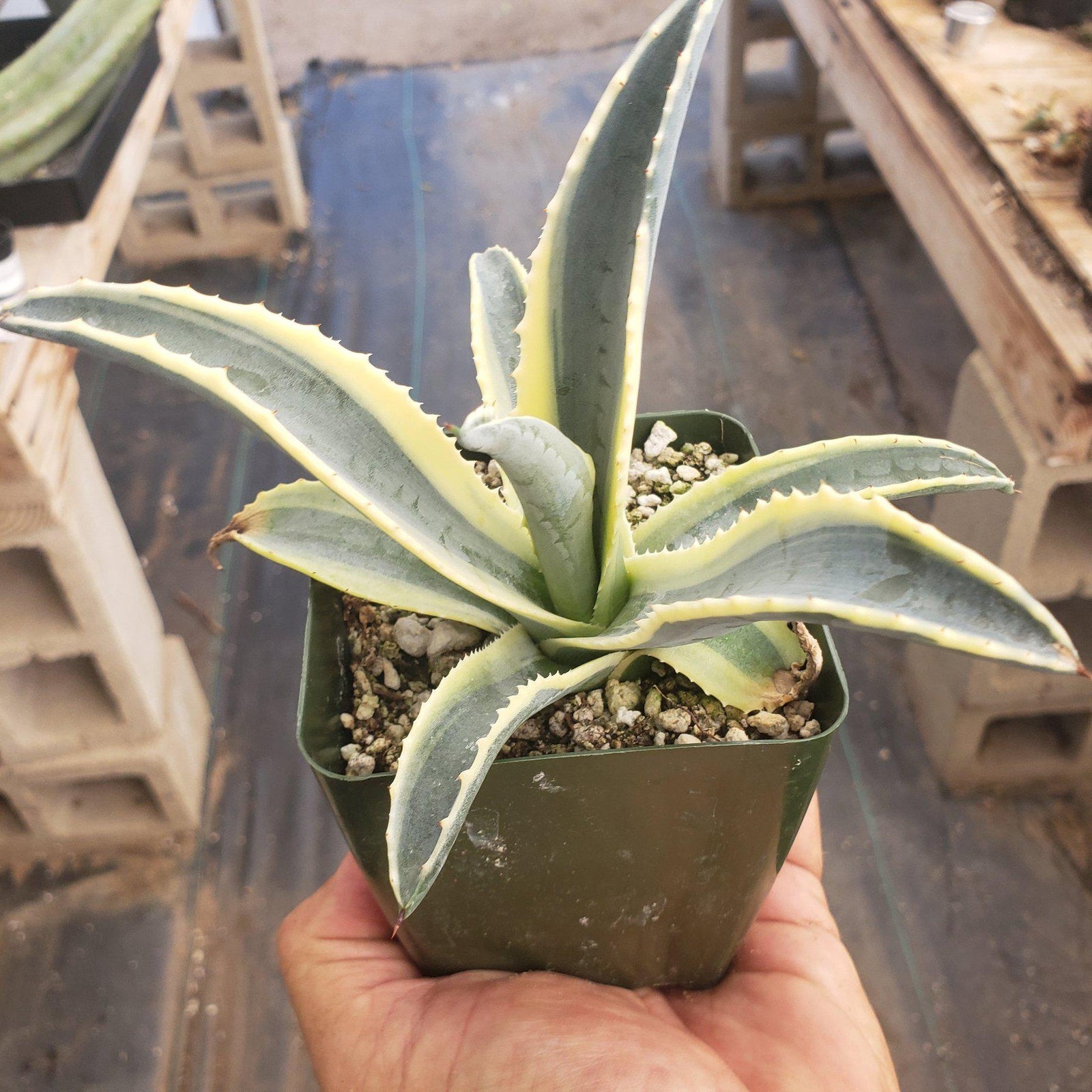 Judes Potted Agaves - Wedding Succulent Favors For Sale Bulk Succulents