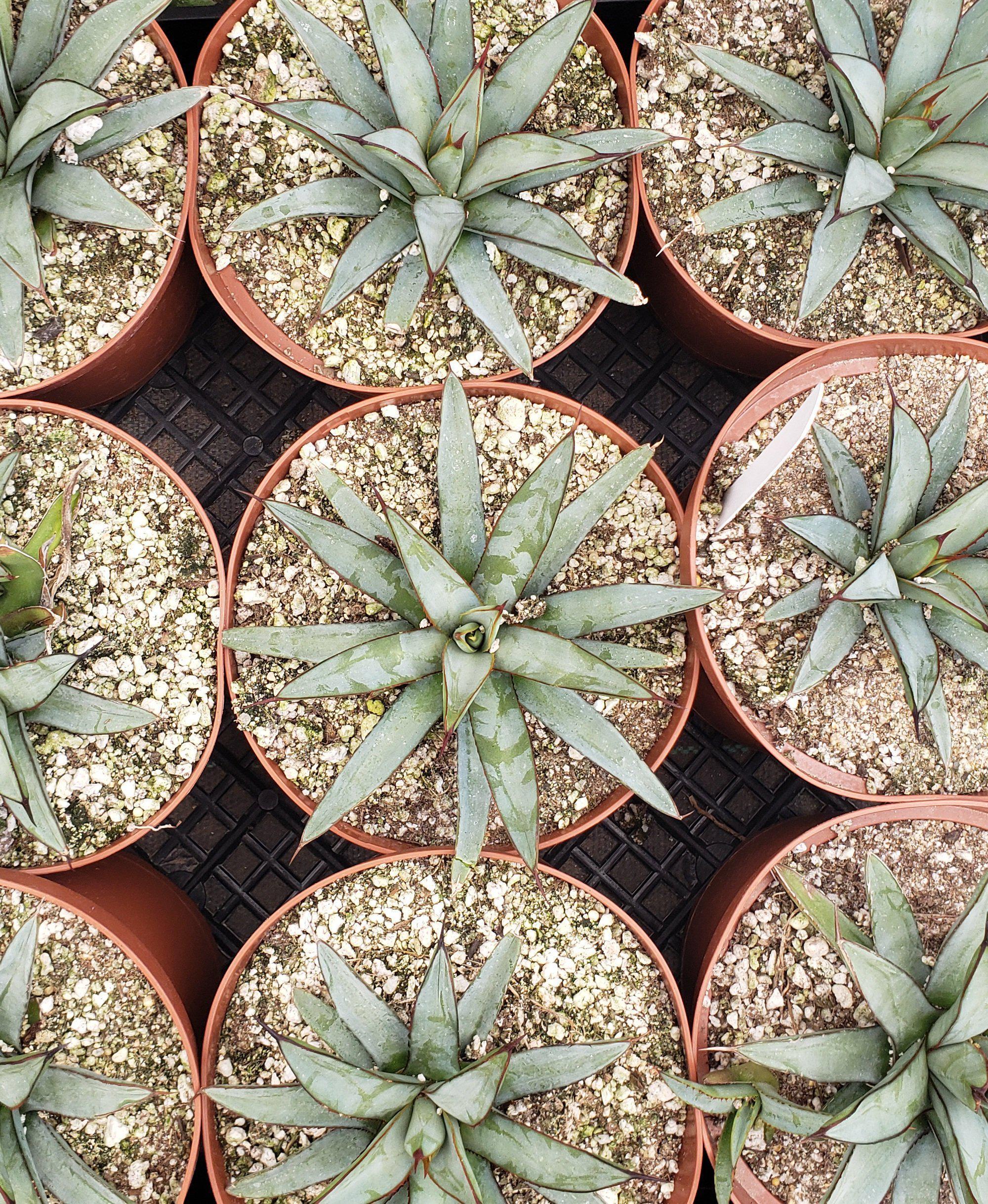 Judes Potted Agaves-Succulent - MIX (Small-Medium-Large-Cutting)-The Succulent Source