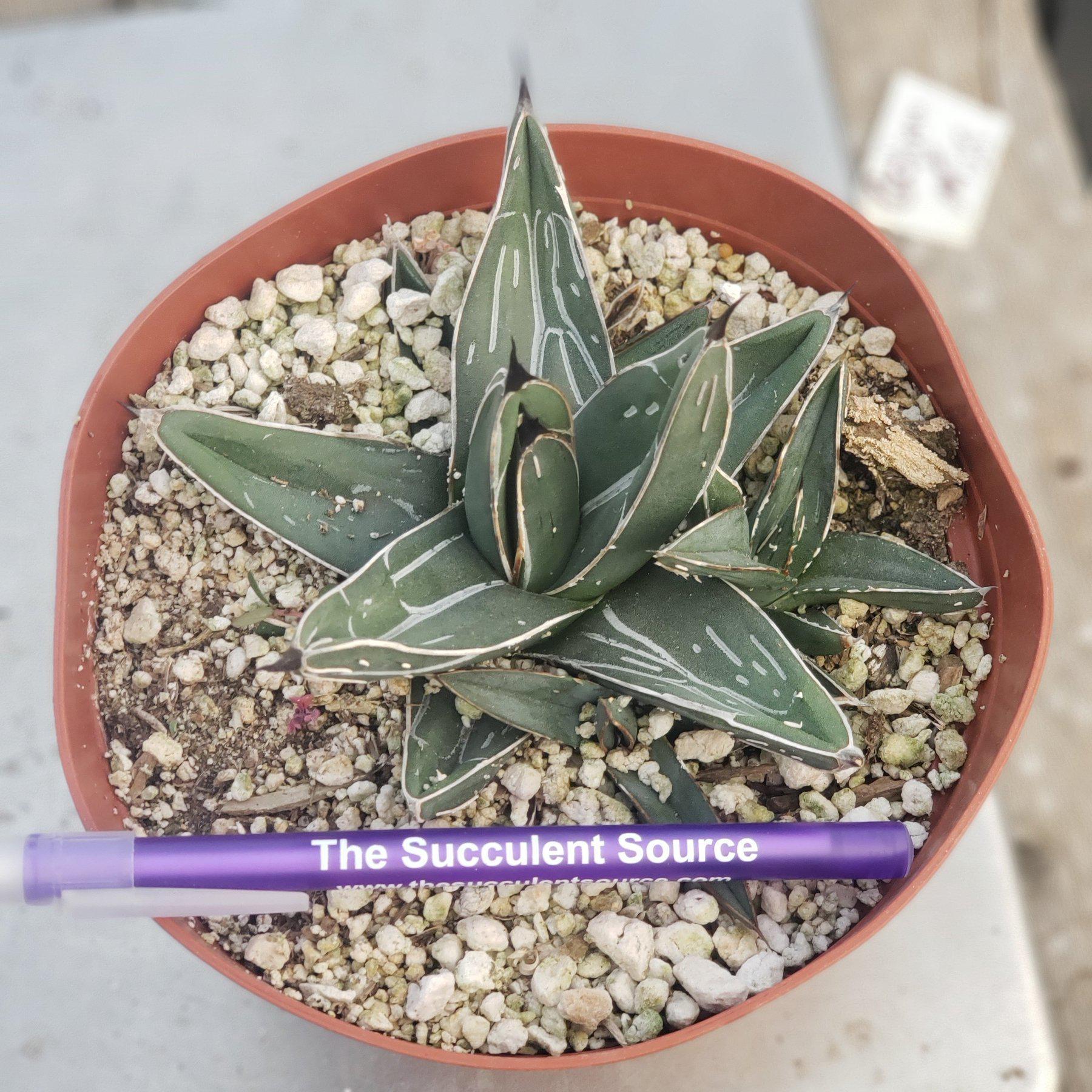 Judes Potted Agaves-Succulent - MIX (Small-Medium-Large-Cutting)-The Succulent Source