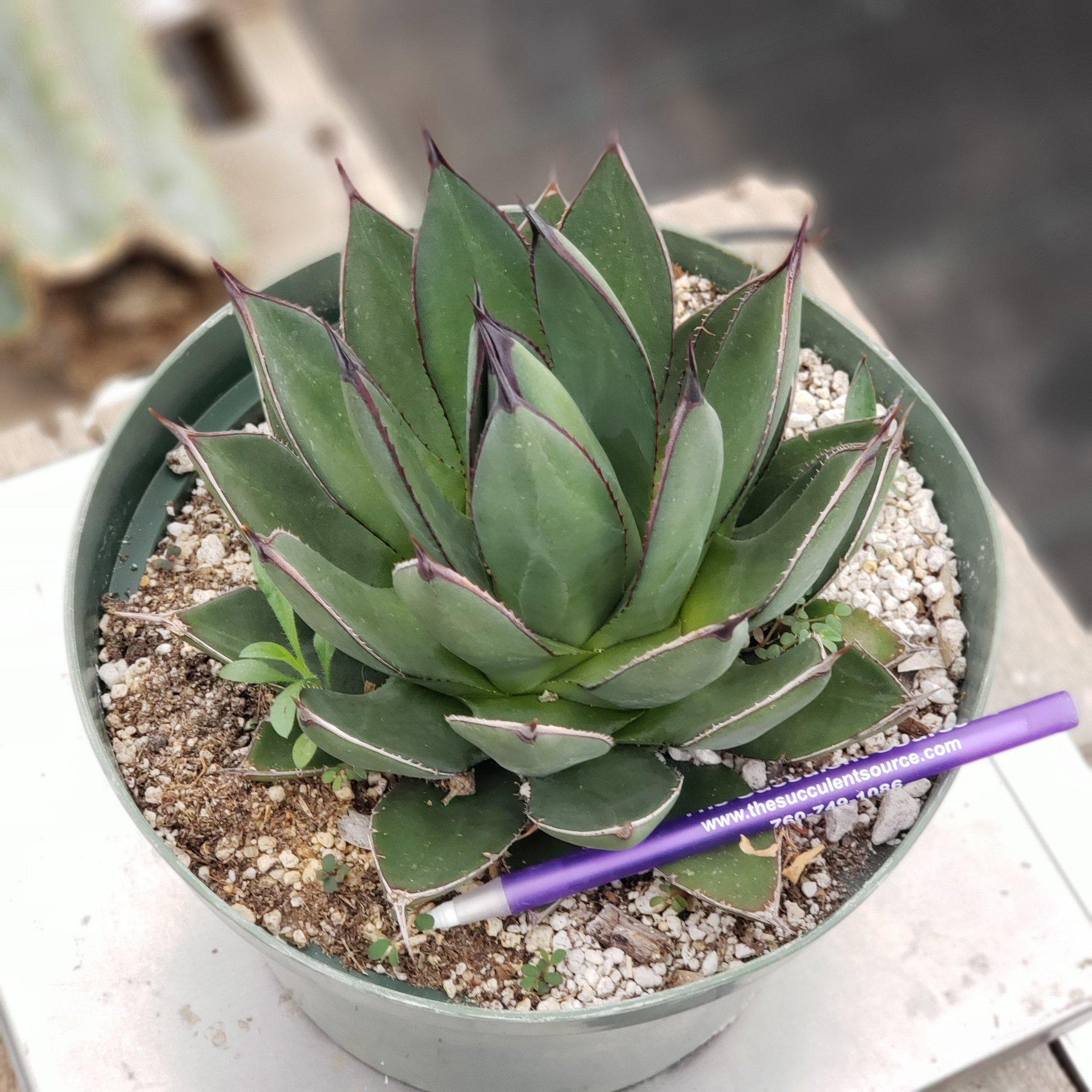 mini agave succulent Judes Potted Agaves