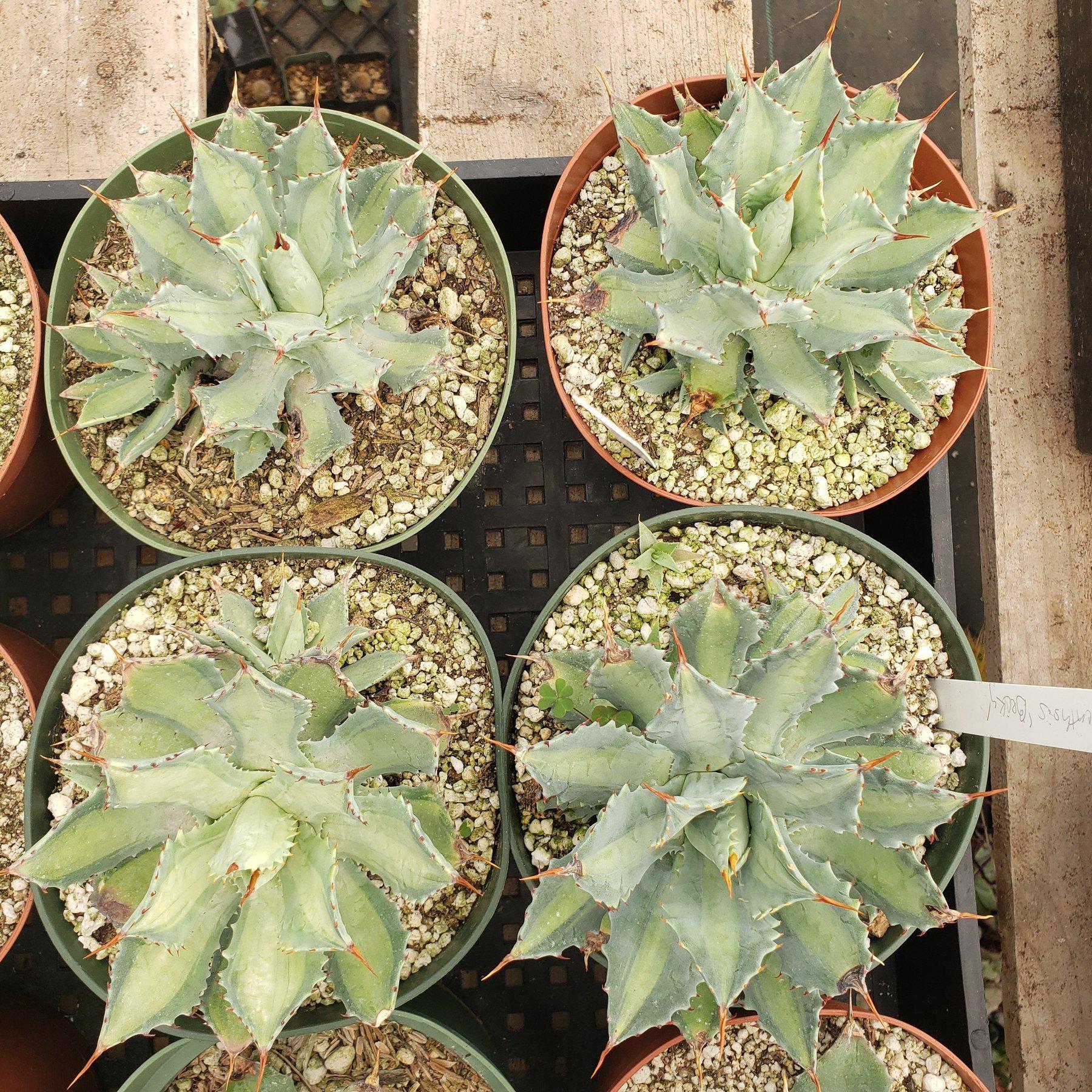 Judes Potted Agaves-Succulent - MIX (Small-Medium-Large-Cutting)-The Succulent Source