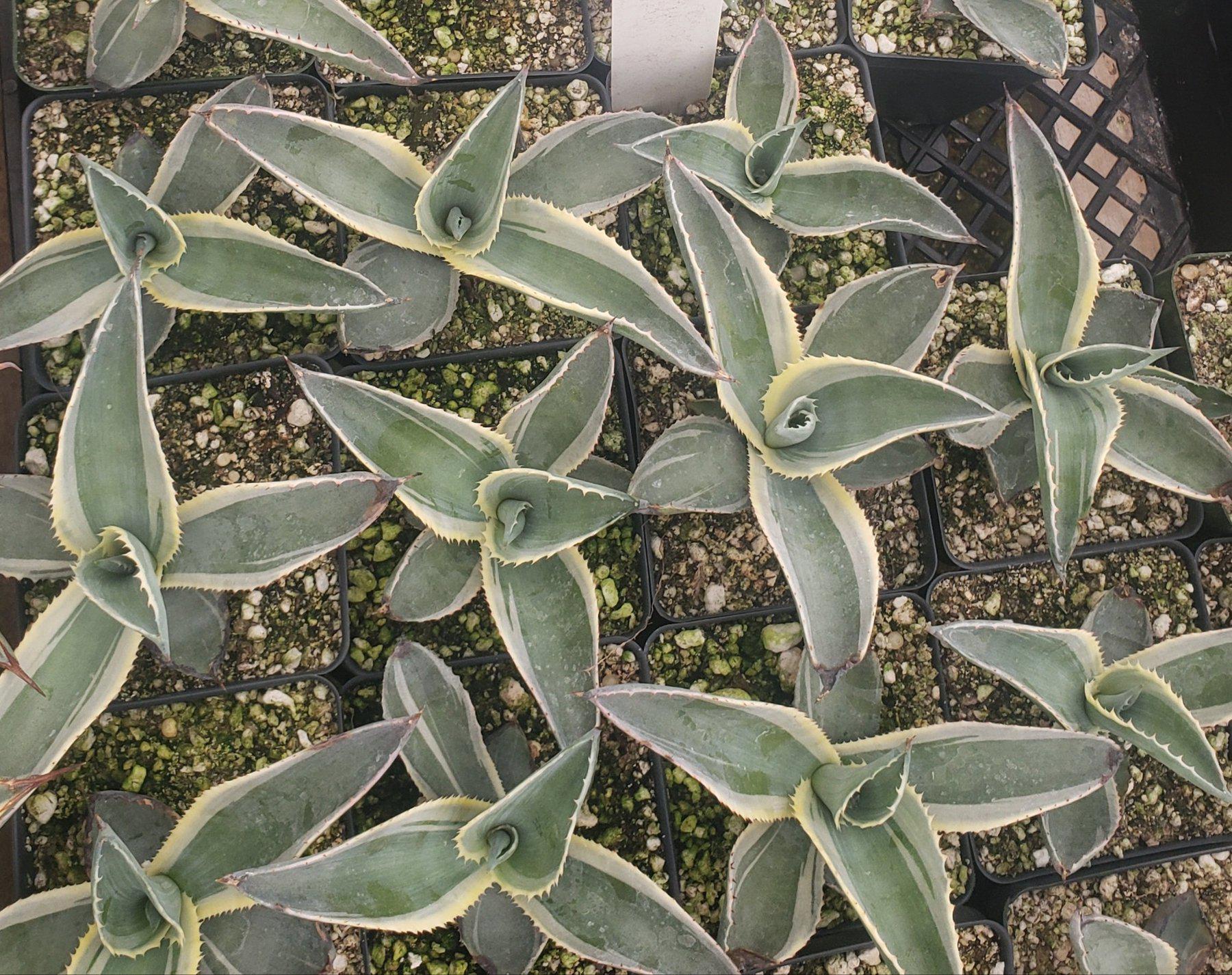 Judes Potted Agaves-Succulent - MIX (Small-Medium-Large-Cutting)-The Succulent Source