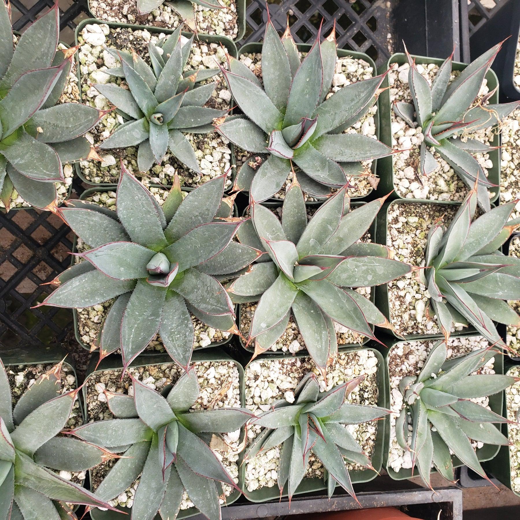 Judes Potted Agaves-Succulent - MIX (Small-Medium-Large-Cutting)-The Succulent Source