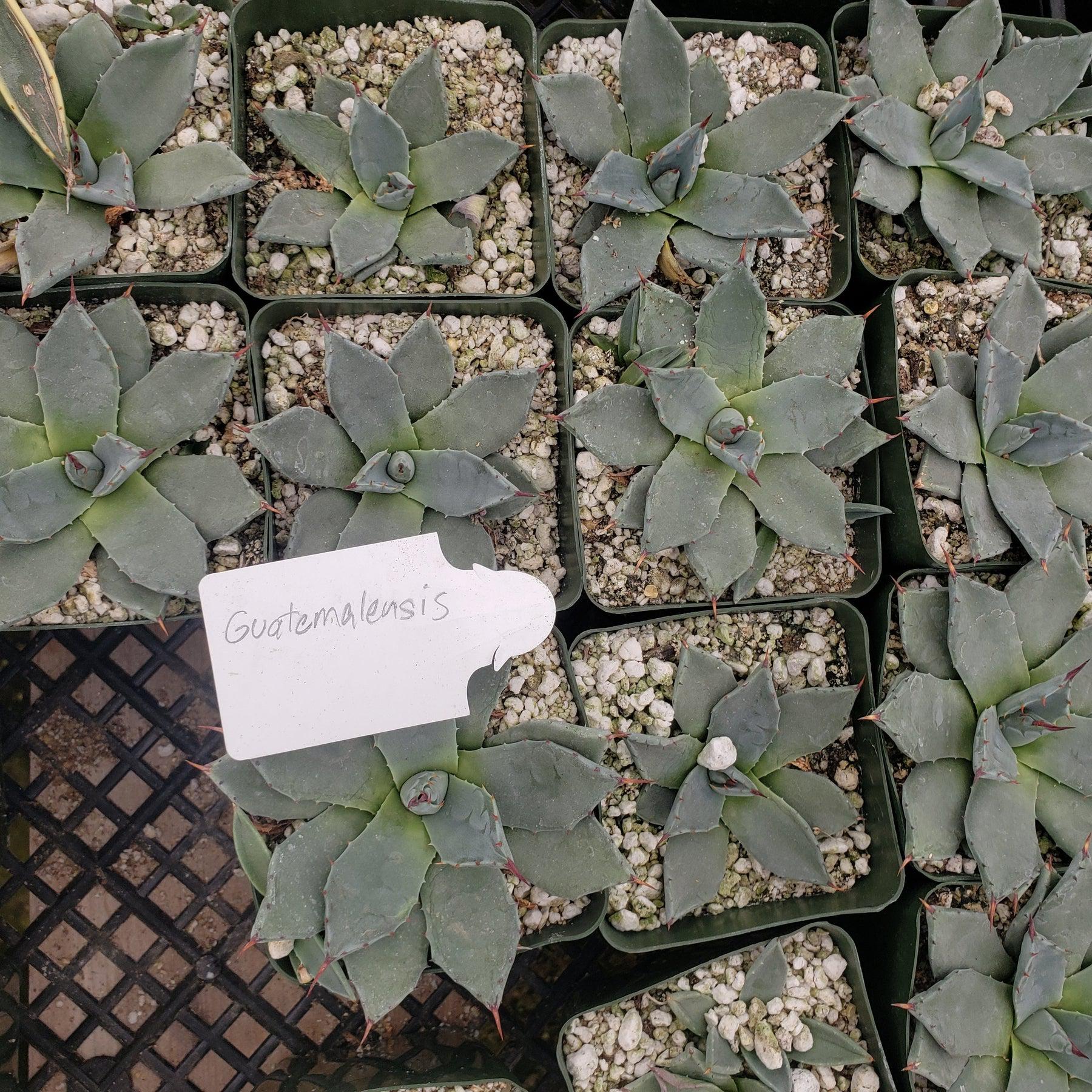 Judes Potted Agaves-Succulent - MIX (Small-Medium-Large-Cutting)-The Succulent Source