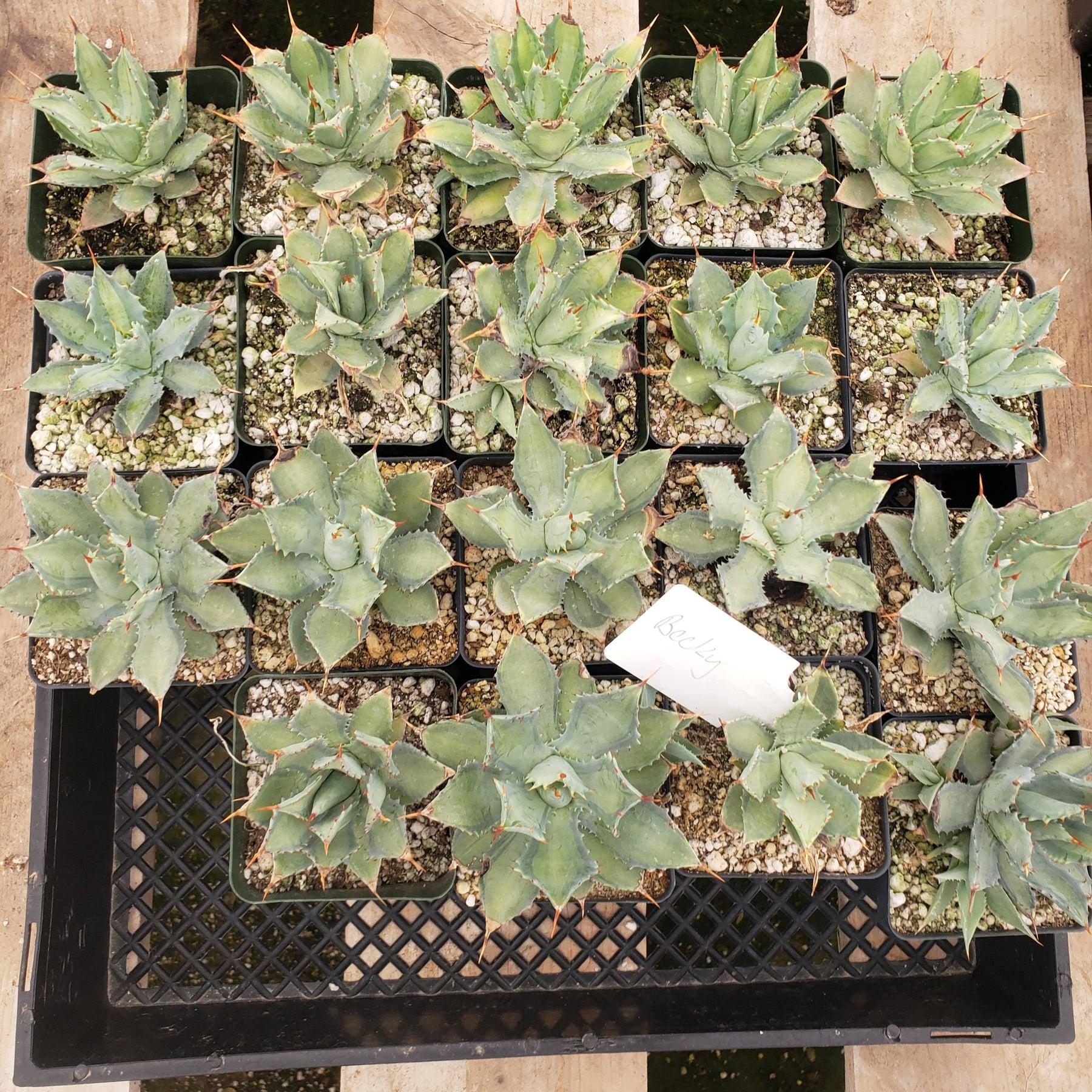 Judes Potted Agaves-Succulent - MIX (Small-Medium-Large-Cutting)-The Succulent Source