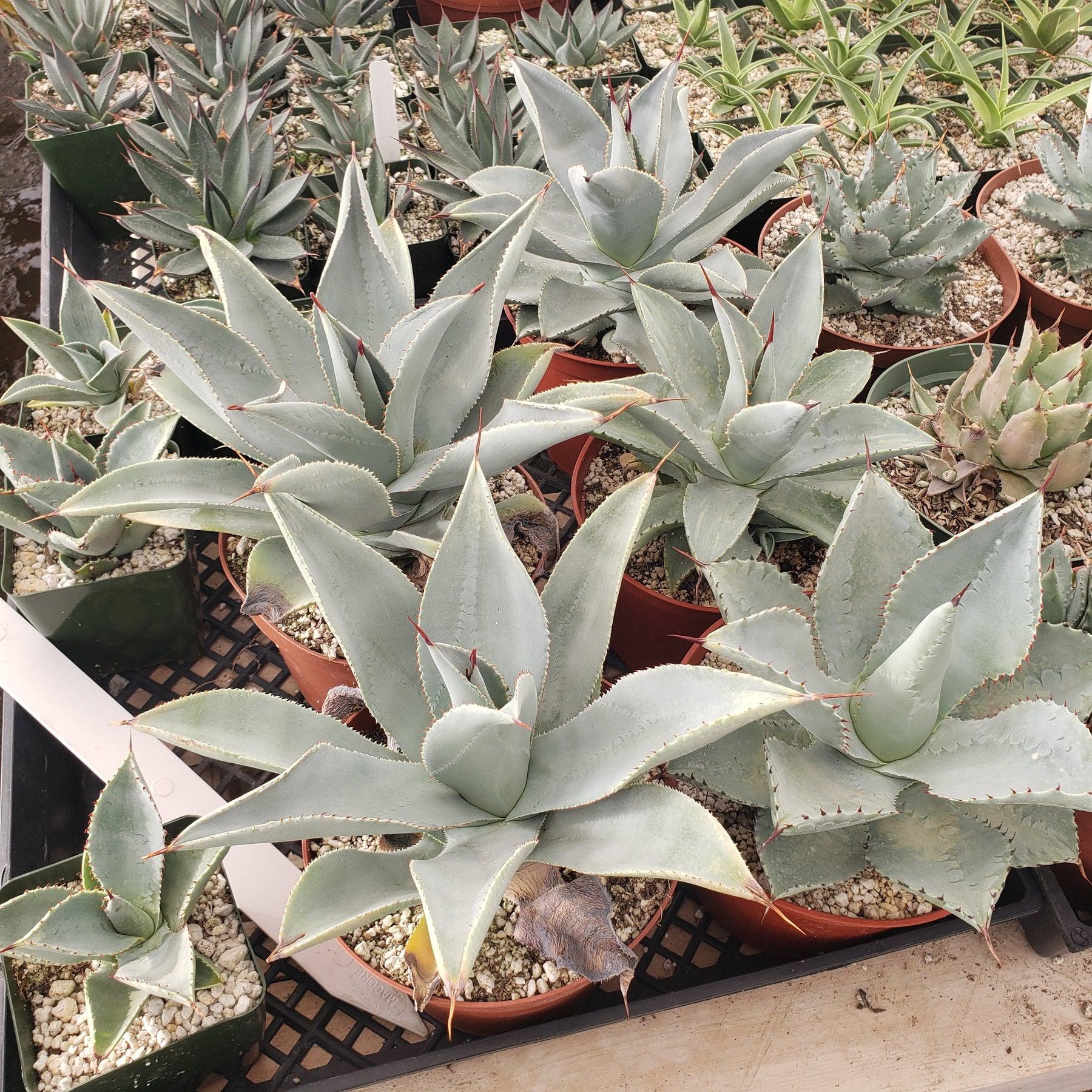 Judes Potted Agaves-Succulent - MIX (Small-Medium-Large-Cutting)-The Succulent Source