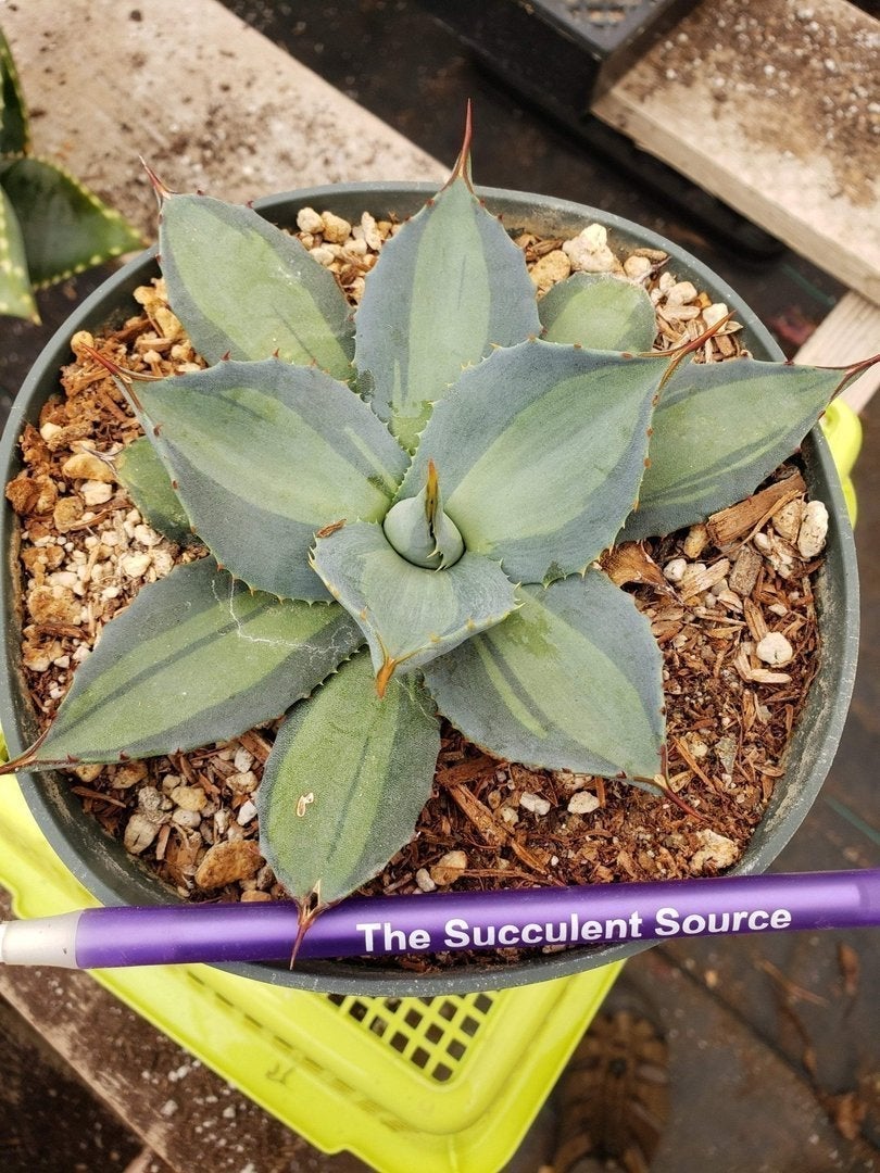 Agaves Potted by Jude-Succulent - Specialty-The Succulent Source