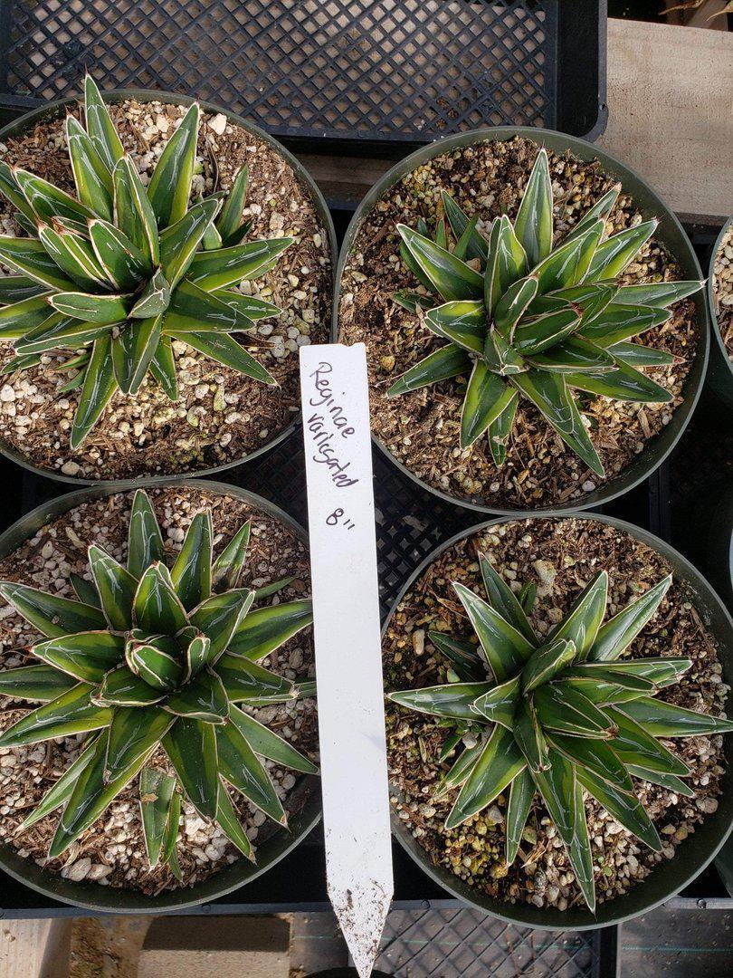 Agaves Potted by Jude-Succulent - Specialty-The Succulent Source