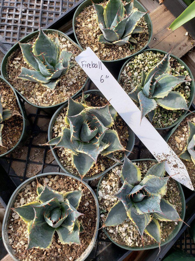 Agaves Potted by Jude-Succulent - Specialty-The Succulent Source