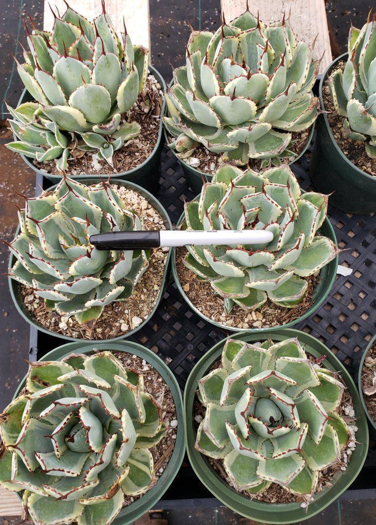 Agaves Potted by Jude-Succulent - Specialty-The Succulent Source