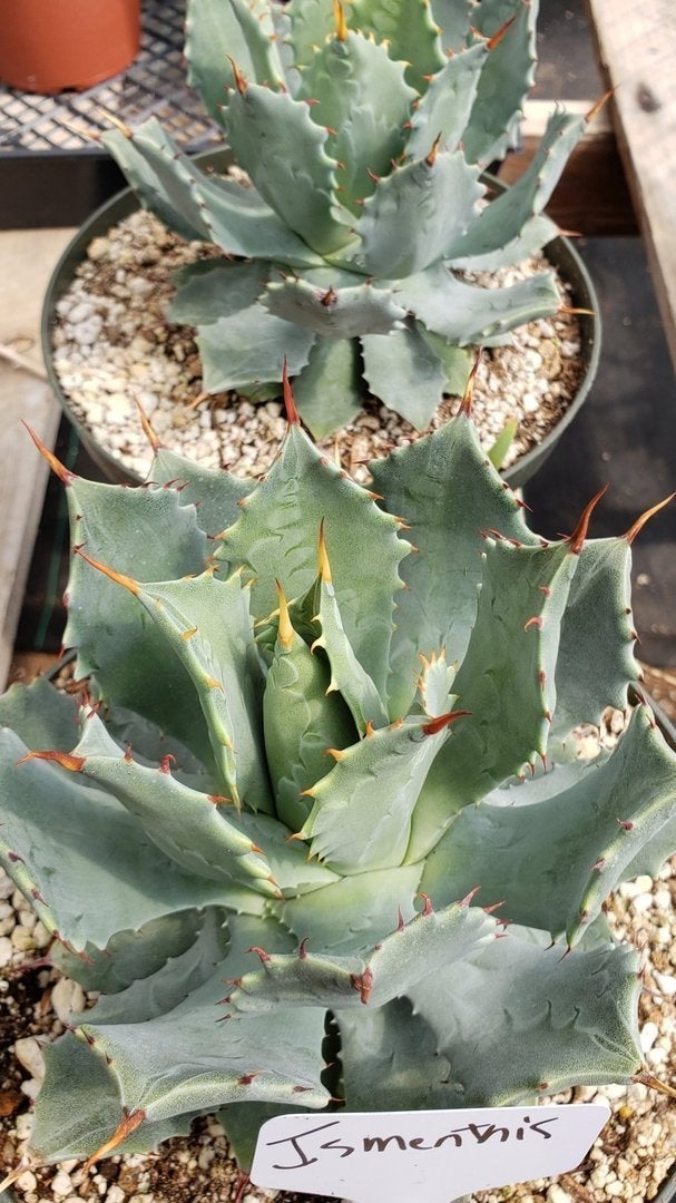 Agaves Potted by Jude-Succulent - Specialty-The Succulent Source