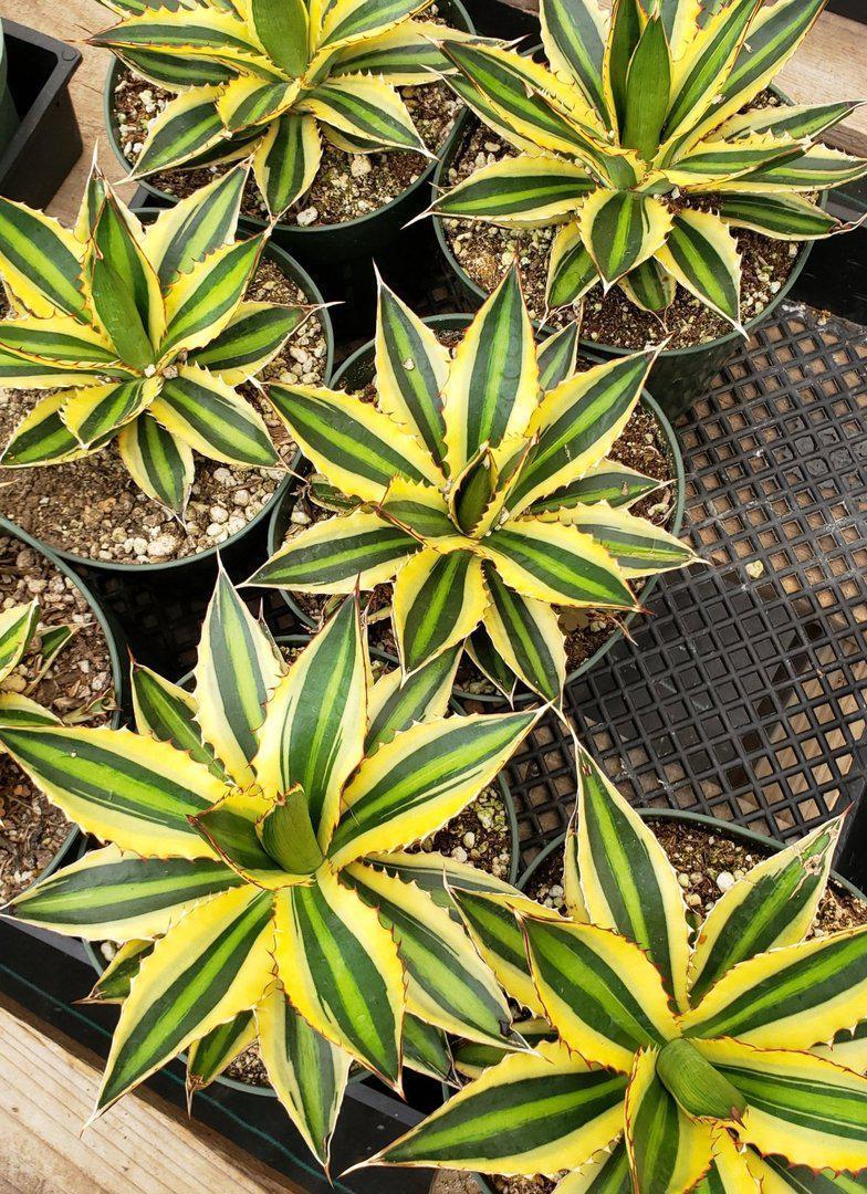Agaves Potted by Jude-Succulent - Specialty-The Succulent Source