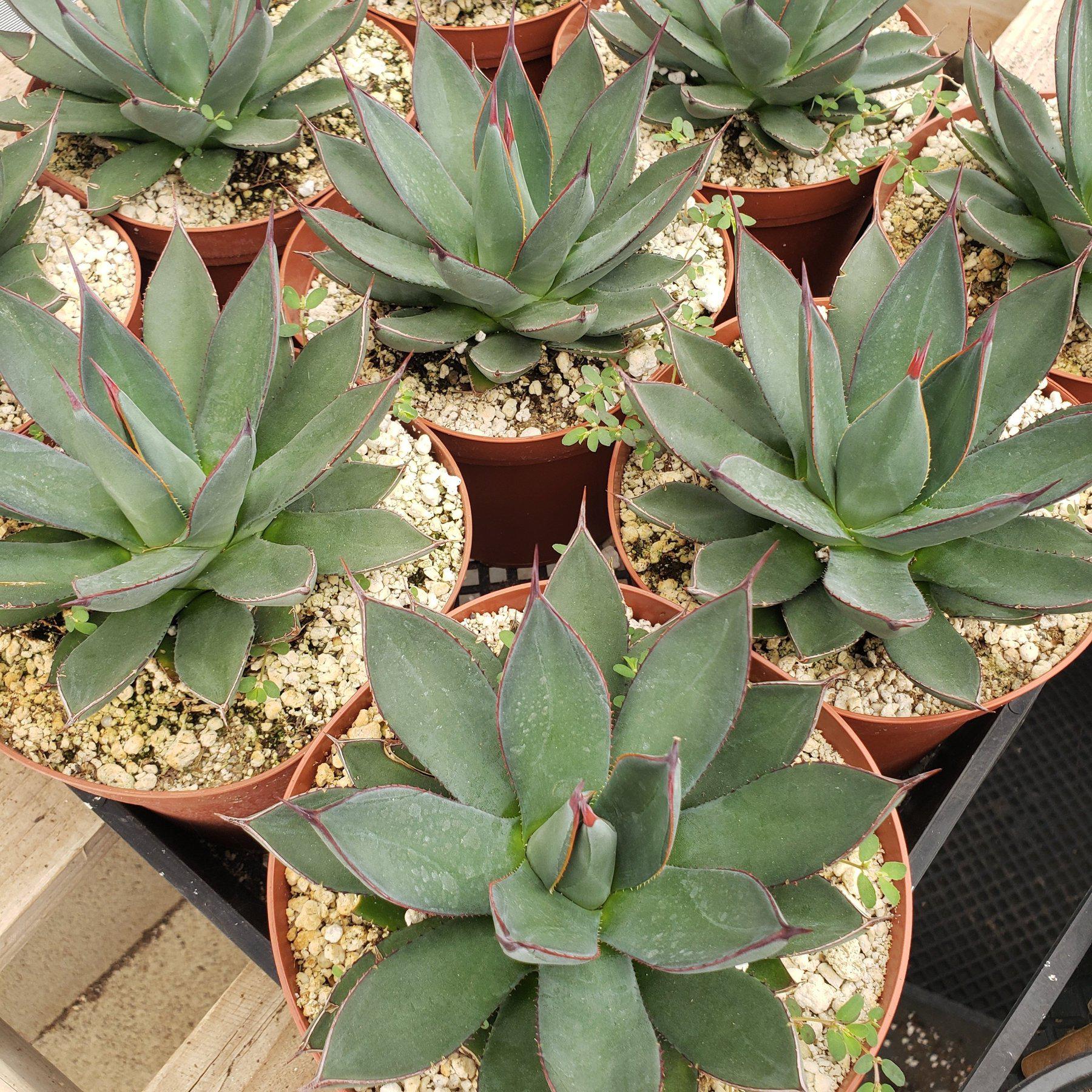 are agave succulents Judes Potted Agaves
