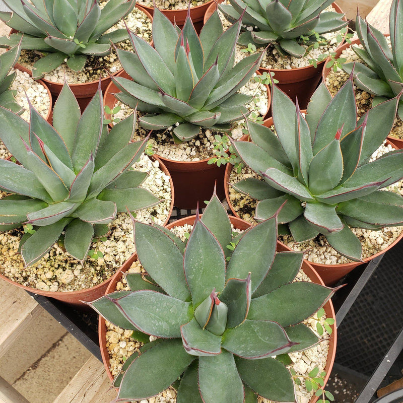 Judes Potted Agaves-Succulent - MIX (Small-Medium-Large-Cutting)-The Succulent Source