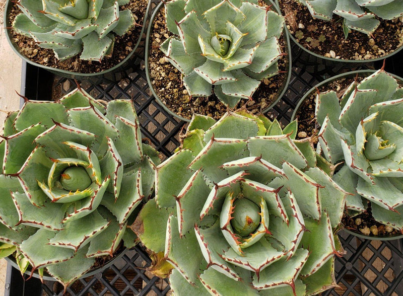 Judes Potted Agaves-Succulent - Specialty-The Succulent Source