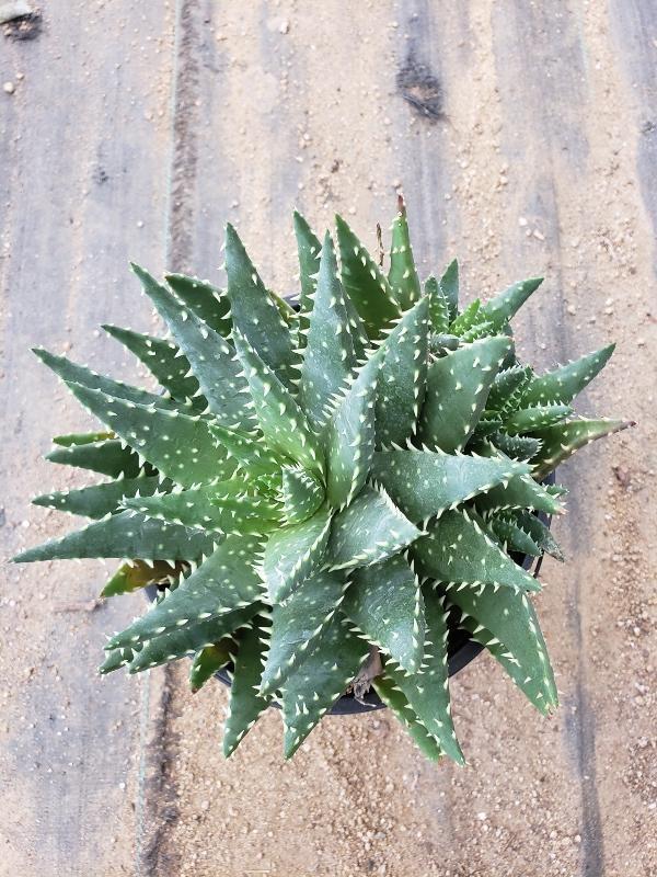 Aloes Potted by JUDE-Succulent - Medium-The Succulent Source