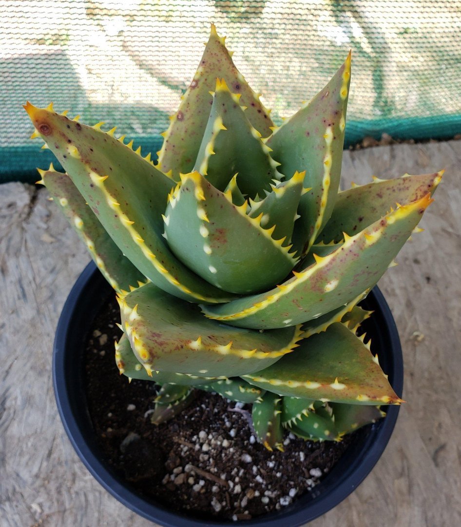 Judes Potted Aloes-Succulent - Medium-The Succulent Source