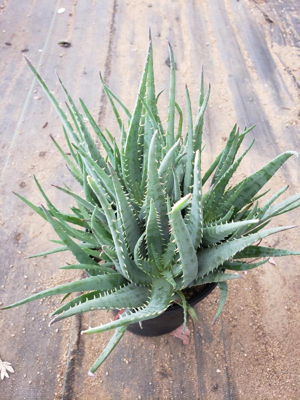 Aloes Potted by JUDE-Succulent - Medium-The Succulent Source