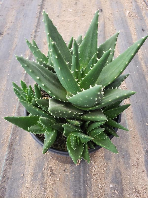 Aloes Potted by JUDE-Succulent - Medium-The Succulent Source