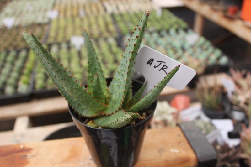 Aloes Potted by JUDE-Succulent - Medium-The Succulent Source