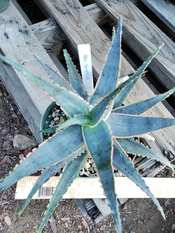 Aloes Potted by JUDE-Succulent - Medium-The Succulent Source