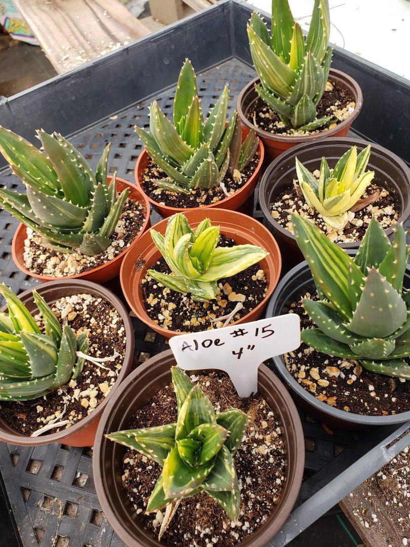 Aloes Potted by JUDE-Succulent - Medium-The Succulent Source