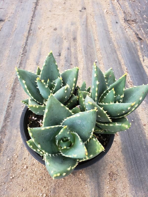 Aloes Potted by JUDE-Succulent - Medium-The Succulent Source