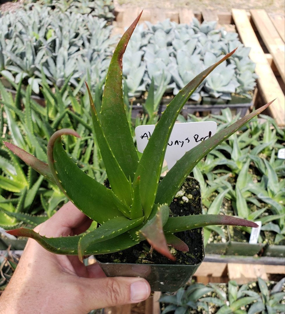 Aloes Potted by JUDE-Succulent - Medium-The Succulent Source