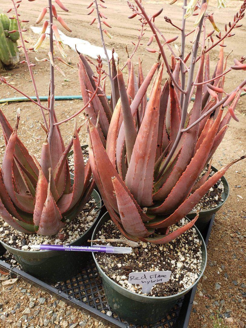 Aloes Potted by JUDE-Succulent - Medium-The Succulent Source