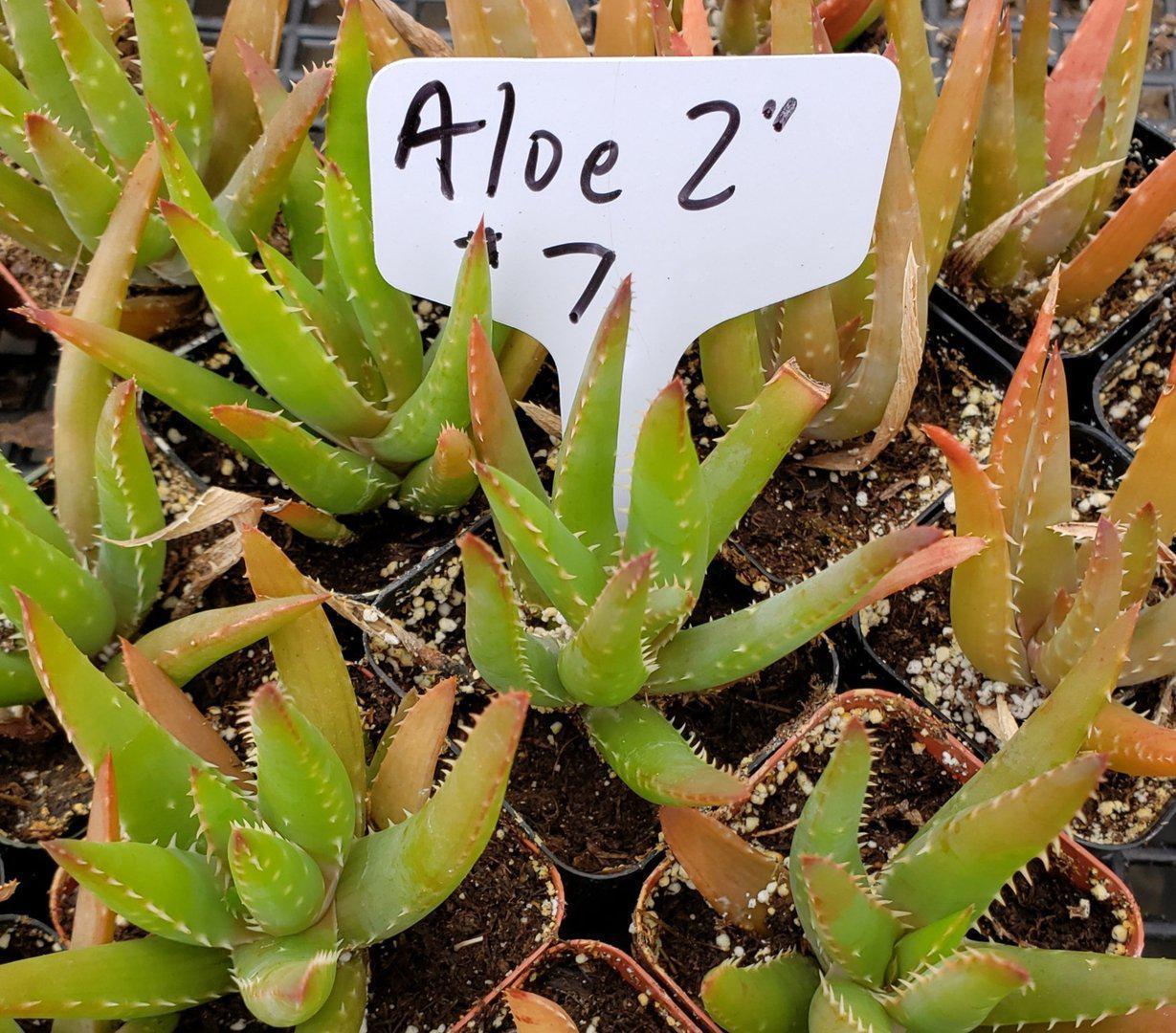 Aloes Potted by JUDE-Succulent - Medium-The Succulent Source