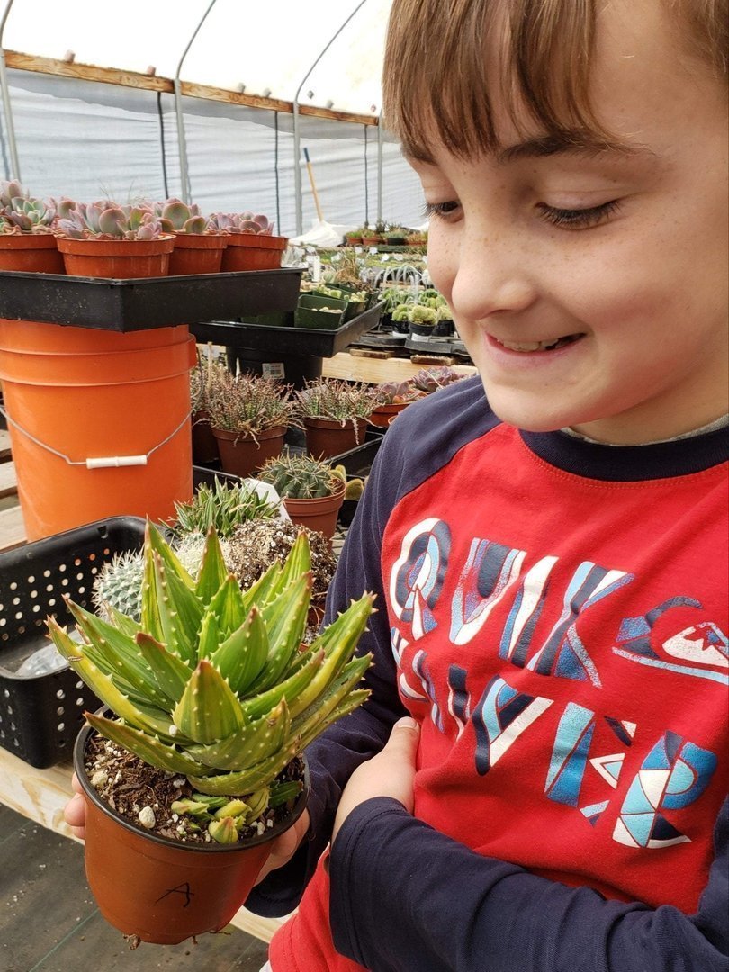 Aloes Potted by JUDE-Succulent - Medium-The Succulent Source