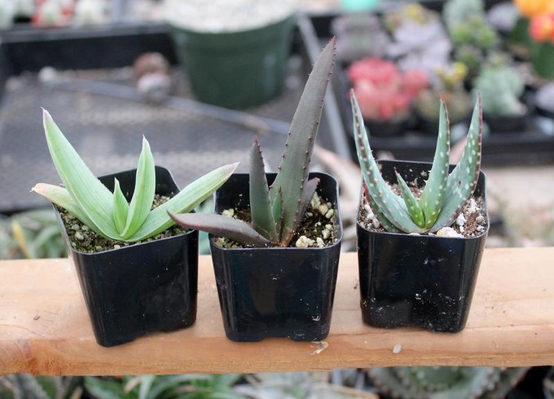 Aloes Potted by JUDE-Succulent - Medium-The Succulent Source