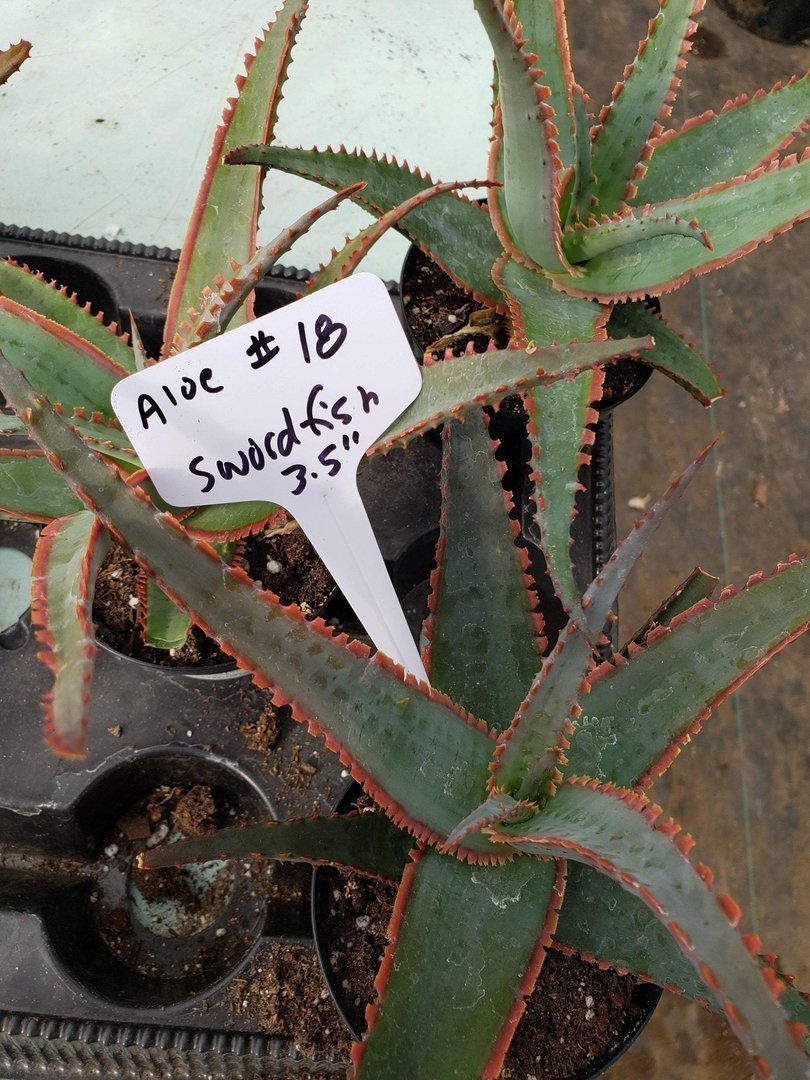 Aloes Potted by JUDE-Succulent - Medium-The Succulent Source