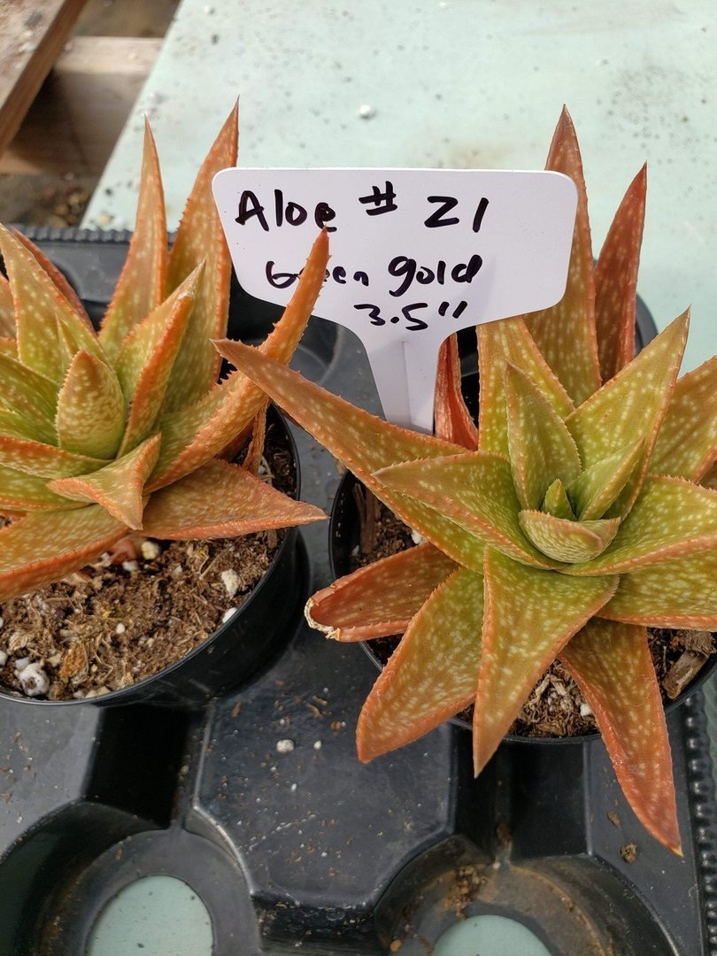 Aloes Potted by JUDE-Succulent - Medium-The Succulent Source