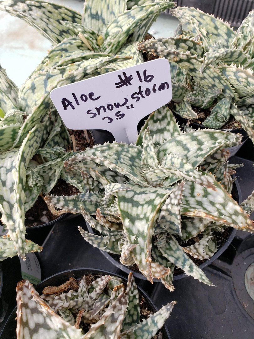 Aloes Potted by JUDE-Succulent - Medium-The Succulent Source