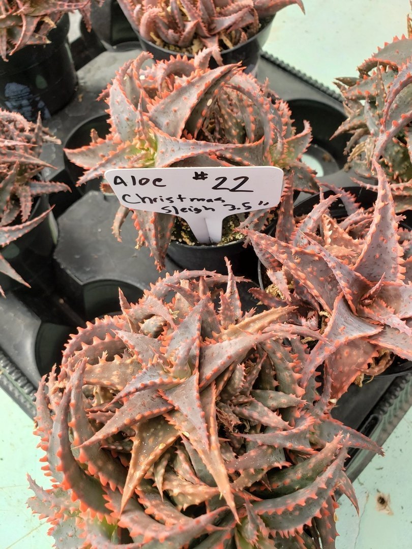 Aloes Potted by JUDE-Succulent - Medium-The Succulent Source