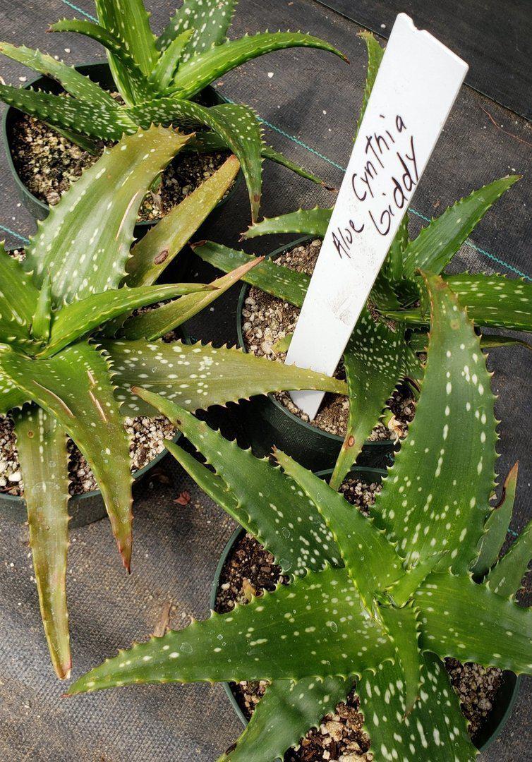 Aloes Potted by JUDE-Succulent - Medium-The Succulent Source